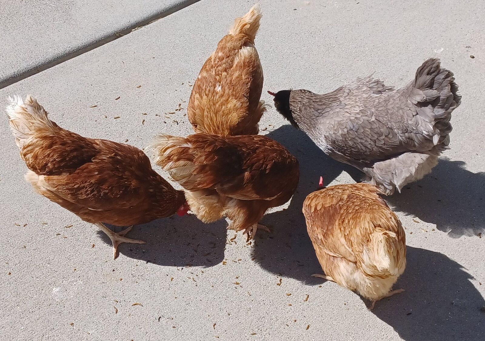 Laying Chickens, 2 years old