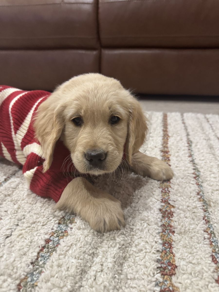 Adorable AKC Golden Retriever Male Puppy