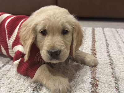 Adorable AKC Golden Retriever Male Puppy