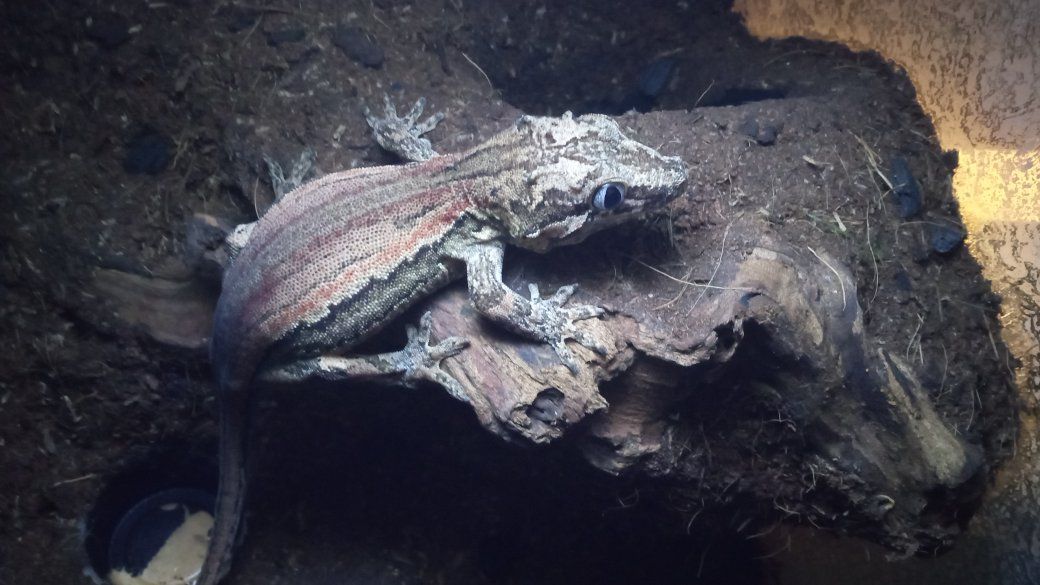 Sub-Adult Gargoyle Gecko
