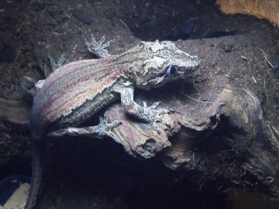 Sub-Adult Gargoyle Gecko