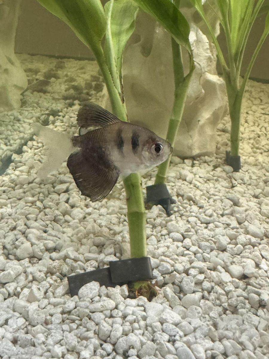 3 fish, 3 snails, 3 aquatic plants FREE.