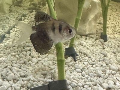 3 fish, 3 snails, 3 aquatic plants FREE.