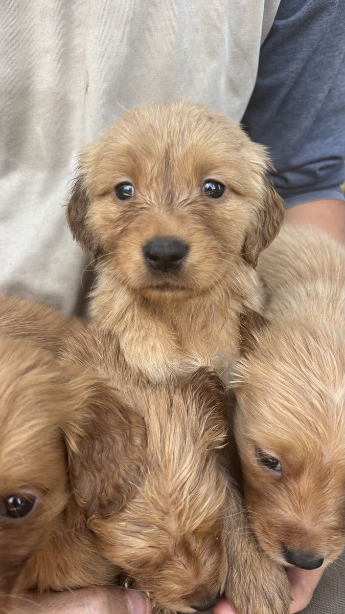 AKC golden retriever puppies-1 male left