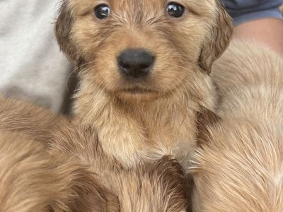 AKC golden retriever puppies-1 male left