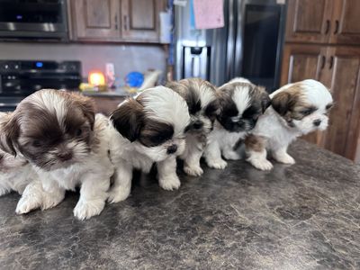 6 Perfect Shih Tzu Puppies