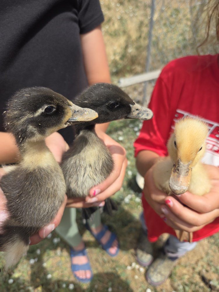 baby ducks