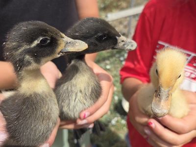 baby ducks