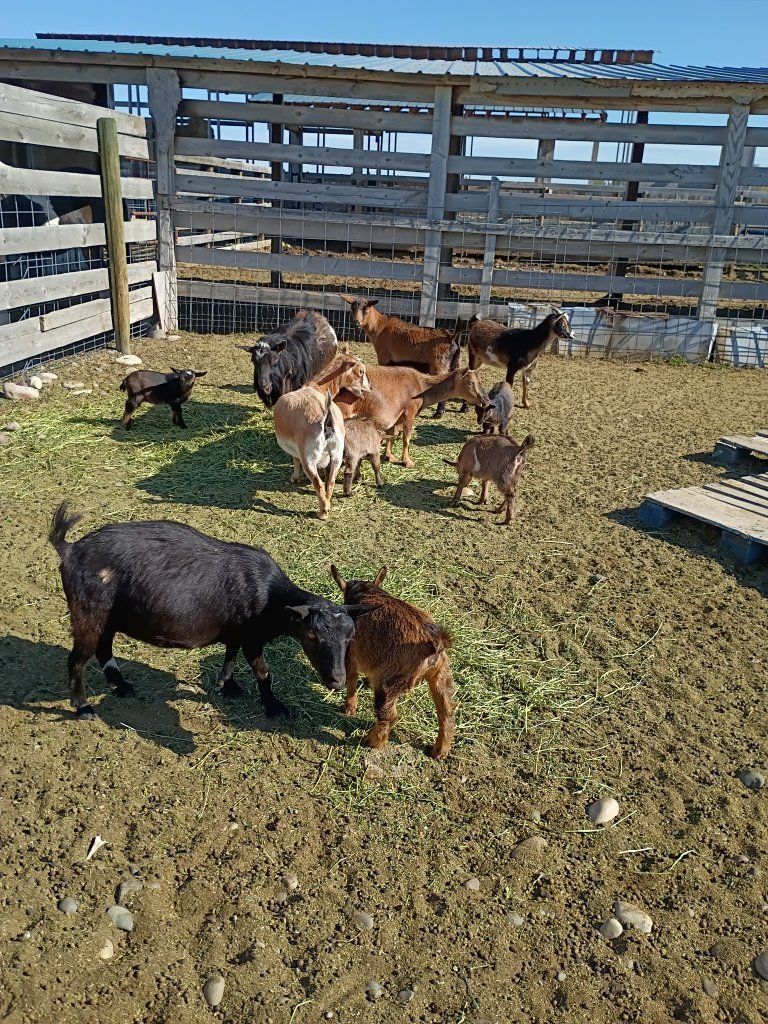 Nigerian goats