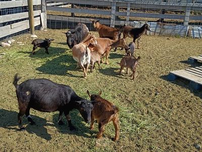 Nigerian goats
