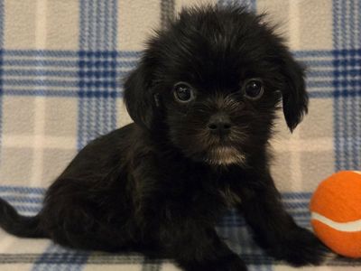 CUTE SHORKIE PUPPIES!