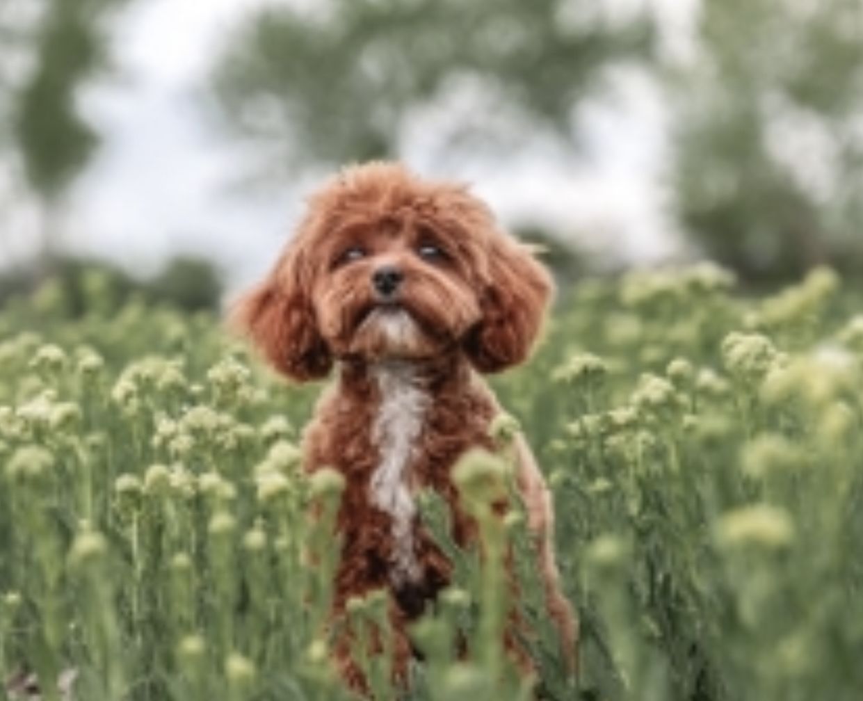 4 Lb F1b Cavapoo Stud