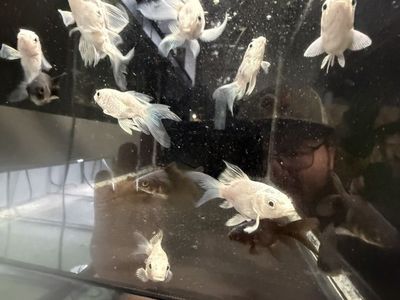 Platinum Short Body Butterfly Koi