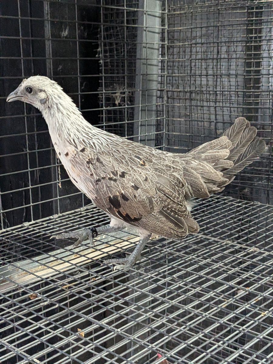 Beautiful blue face mini Phoenix pullet