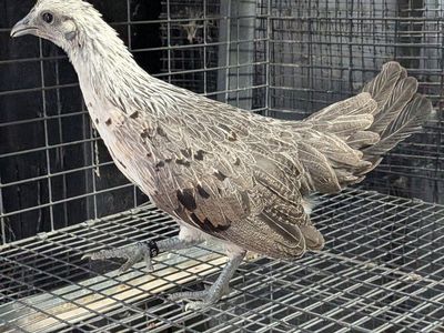 Beautiful blue face mini Phoenix pullet