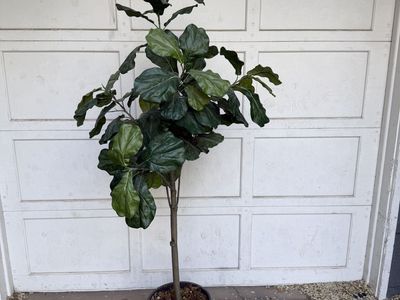 Faux Fiddle Leaf Tree
