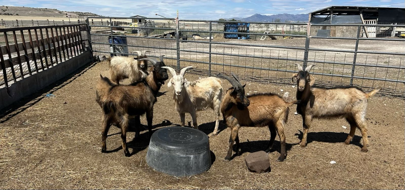 Wethers
