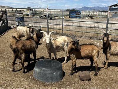Wethers