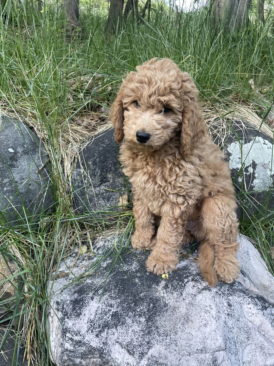 Mini Goldendoodle Ready for Summer!!!