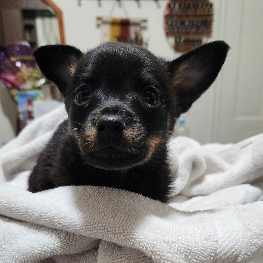 Hello my name is Presley