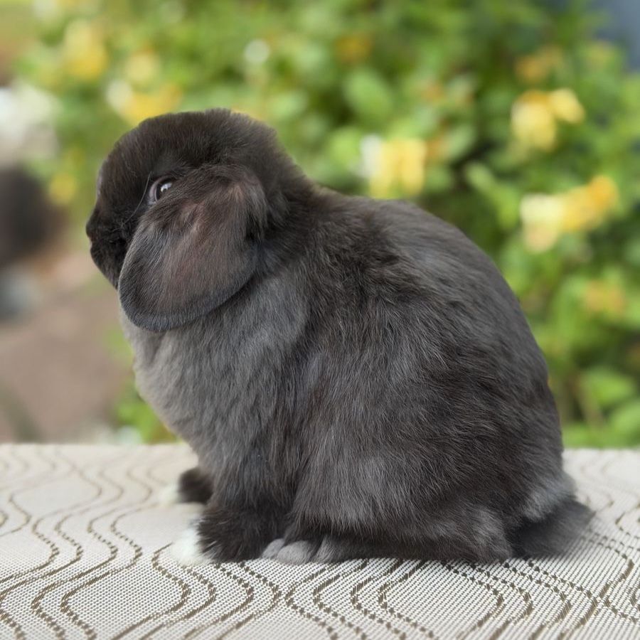 Holland Lop Buck