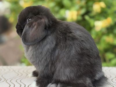 Holland Lop Buck