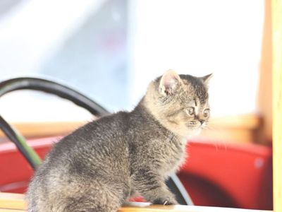 British Shorthair