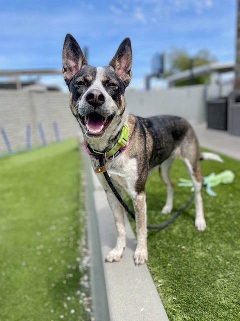 A161227 Luna is Available for Adoption!