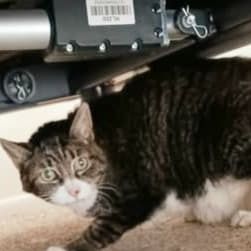 Hello my name is Squirt