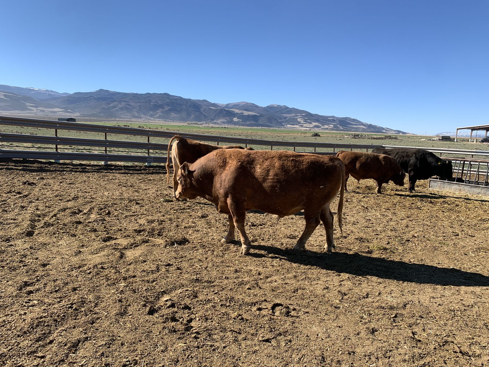 Wagyu and Akaushi Bulls for Sale