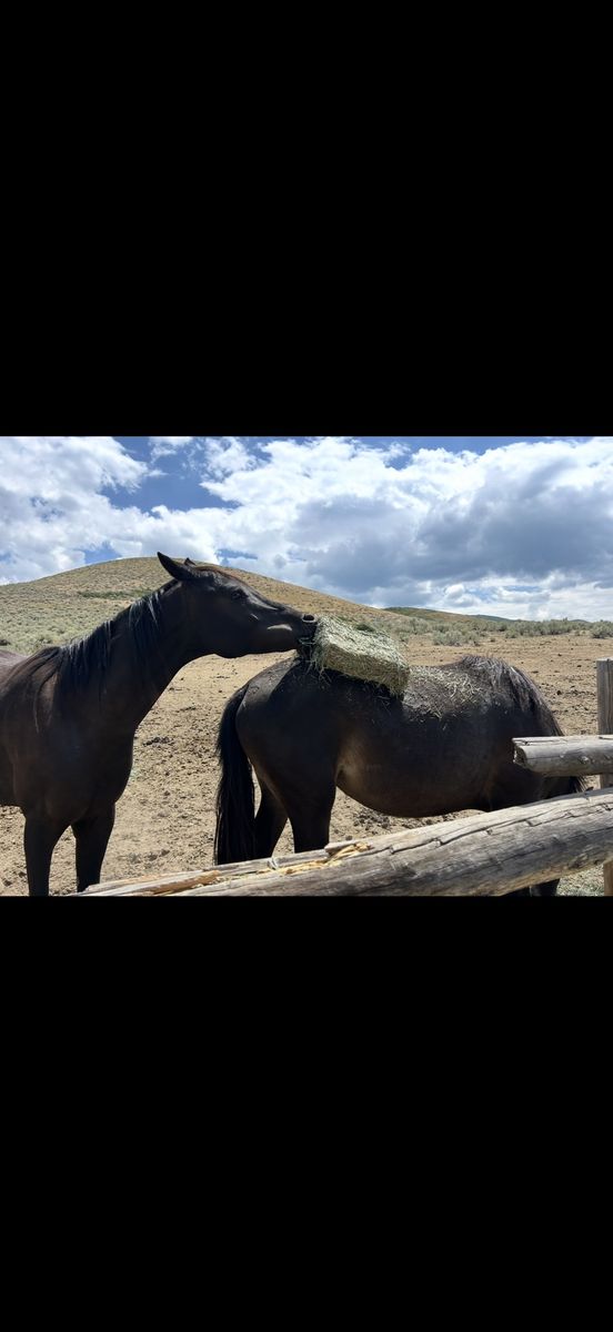 6 year old gelding