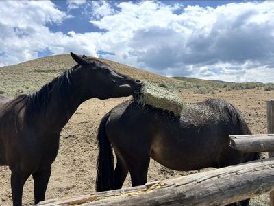 6 year old gelding