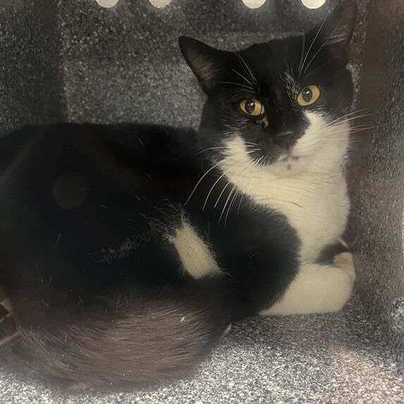 Hello my name is Turnip