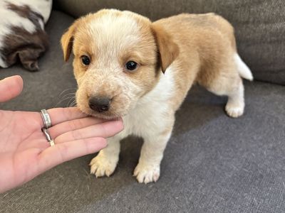 Australian shepherd/blue Heeler puppies