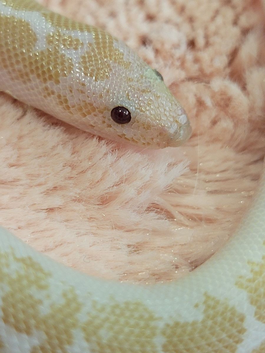 Baby Male Snow Kenyan Sand Boa