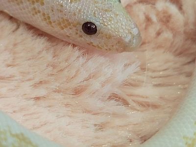 Baby Male Snow Kenyan Sand Boa