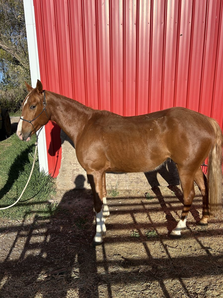 Grade Gelding Quarter Horse