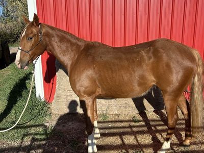 Grade Gelding Quarter Horse