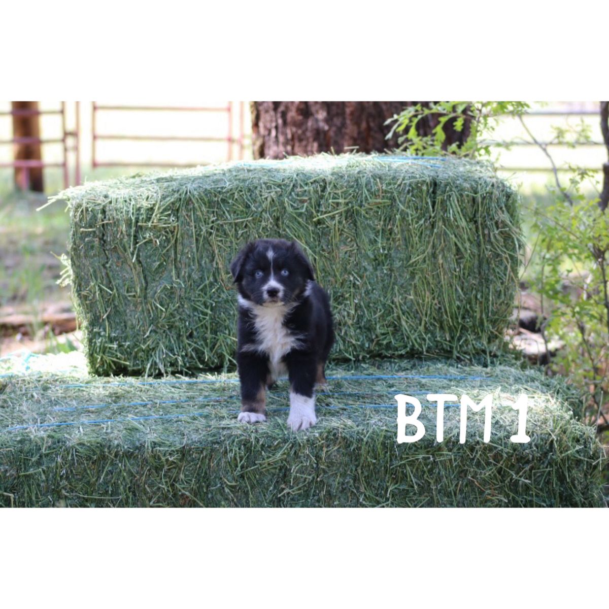 Australian Shepherds