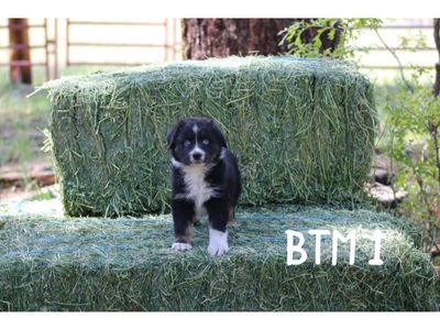 Australian Shepherds