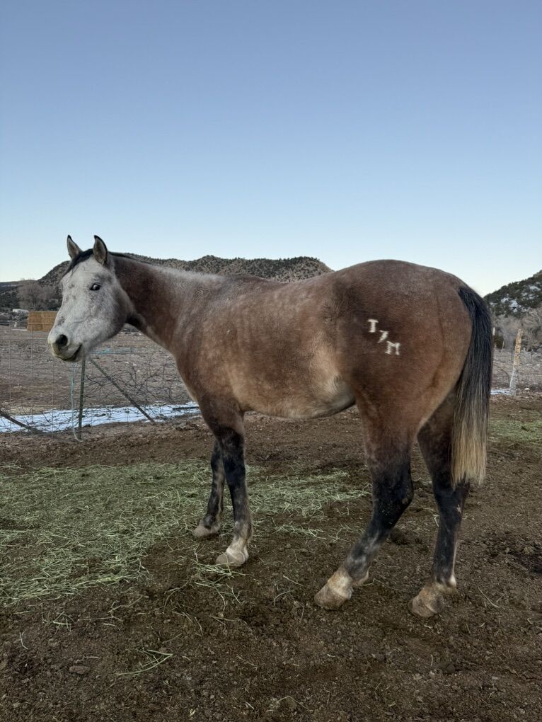 Big Registered 16.5hh QH stud