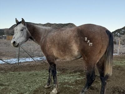 Big Registered 16.5hh QH stud