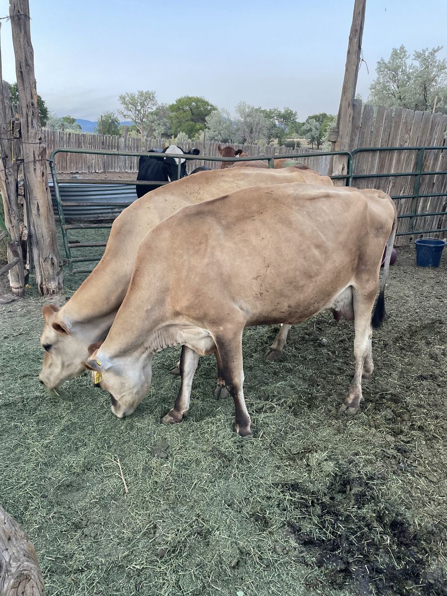 Registered Jersey cow!