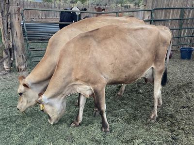 Registered Jersey cow!