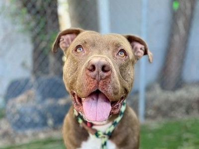 A161626 Hendrix is Available for Adoption!