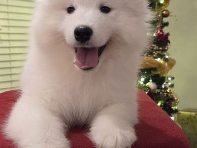 Samoyed puppy (not a Poodle, Shepherd, Retriever) AKC