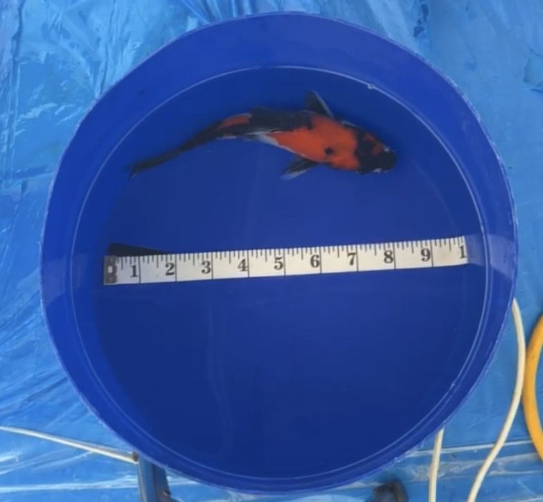 Japanese Koi Fish - Showa
