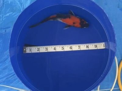 Japanese Koi Fish - Showa