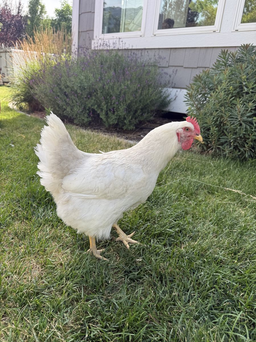 Egg laying hens- chickens