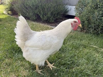 Egg laying hens- chickens